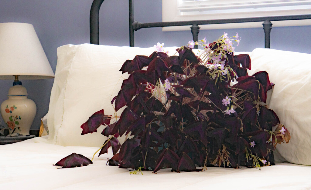 Bedding plant by randystreat