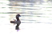 5th Mar 2023 - Pied-Billed Grebe