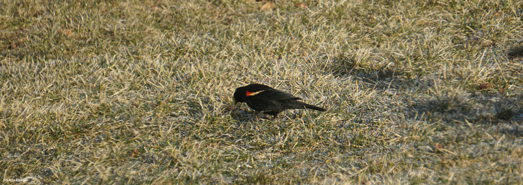Red wing blackbird by larrysphotos