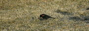 5th Mar 2023 - Red wing blackbird