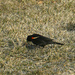 Red wing blackbird by larrysphotos