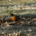 First Robin by larrysphotos