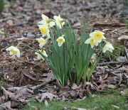 2nd Mar 2023 - We love our daffodils.