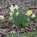 We love our daffodils. by essiesue