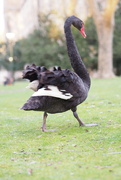 23rd Feb 2023 - An unfriendly swan... photo 3 of 4