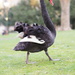 An unfriendly swan... photo 3 of 4 by antonios