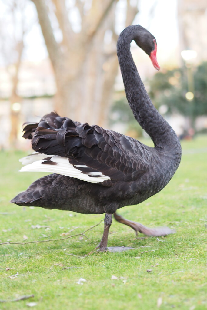 An unfriendly swan... photo 2 of 4 by antonios