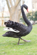 22nd Feb 2023 - An unfriendly swan... photo 2 of 4