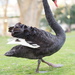 An unfriendly swan... photo 2 of 4 by antonios