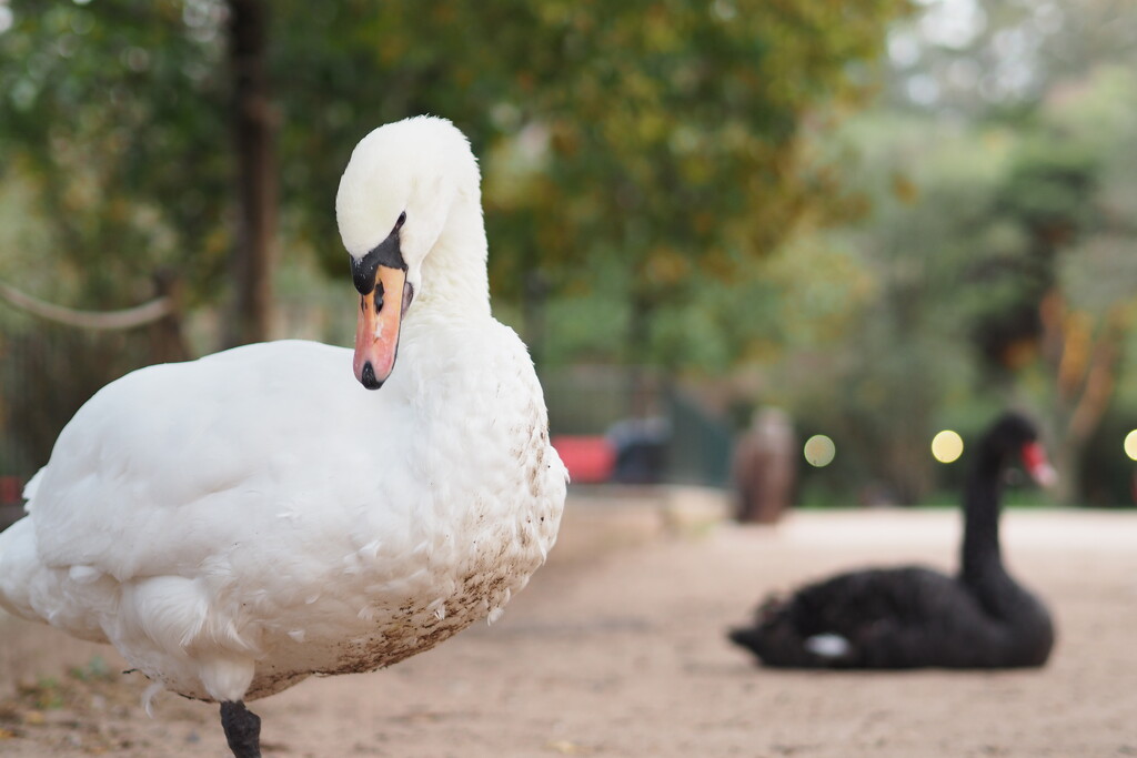 An unfriendly swan... photo 4 of 4 by antonios