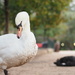 An unfriendly swan... photo 4 of 4 by antonios
