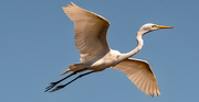 5th Mar 2023 - Egret Fly-Over!