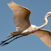 Egret Fly-Over! by rickster549