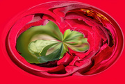 6th Mar 2023 - Red rose