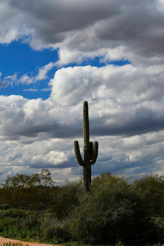 Saguaro at McDowell Mountain Regional Park by sandlily
