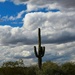 Saguaro at McDowell Mountain Regional Park by sandlily