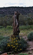 28th Feb 2023 - Saguaro skeleton with Brittlebush flowers