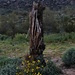 Saguaro skeleton with Brittlebush flowers by sandlily