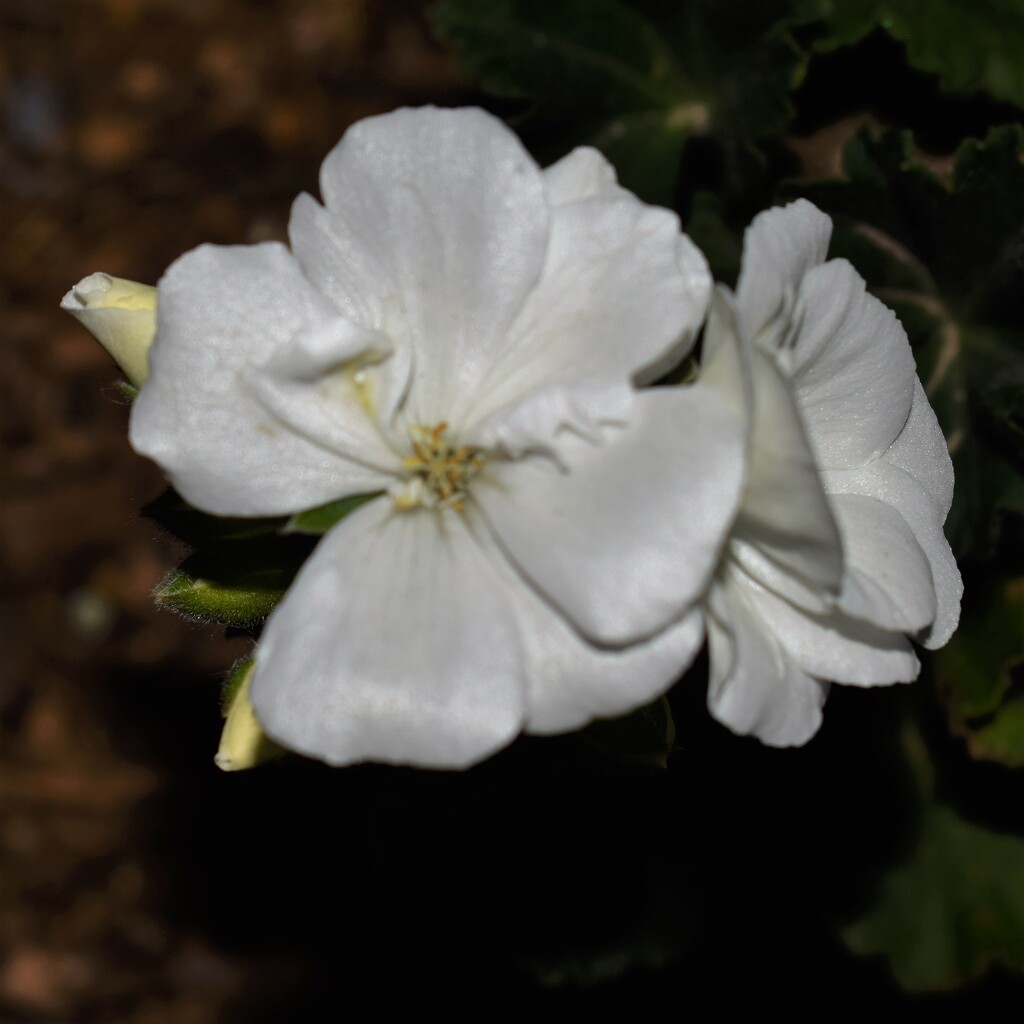 White geranium by sandlily