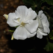 1st Mar 2023 - White geranium