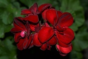 1st Mar 2023 - Dark red geranium