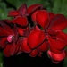 Dark red geranium by sandlily