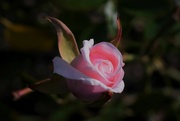 2nd Mar 2023 - pink rosebud
