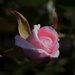 pink rosebud by sandlily