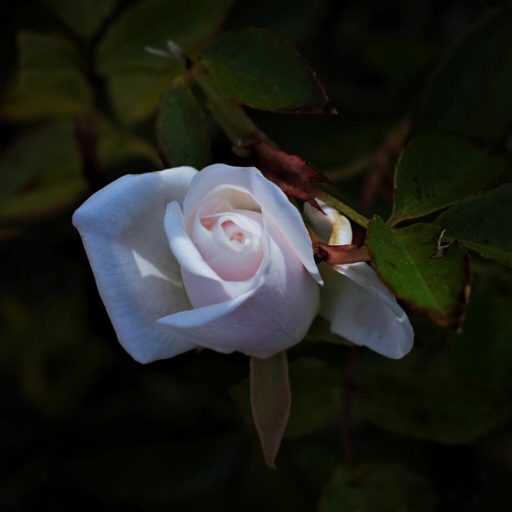 White rose by sandlily