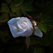 2nd Mar 2023 - White rose