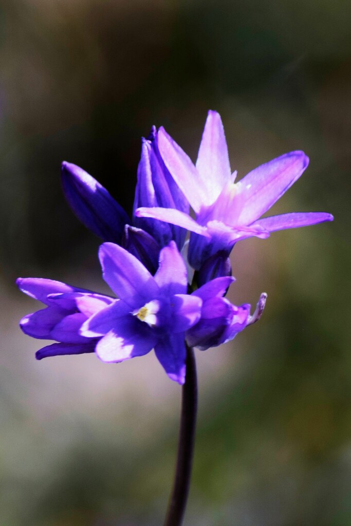 Wild Hyacinth by sandlily