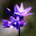 Wild Hyacinth by sandlily