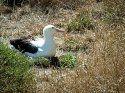 3rd Mar 2023 - The royal albatross 2