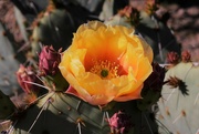 4th Mar 2023 - Prickly Pear cactus flower
