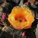 Prickly Pear cactus flower by sandlily