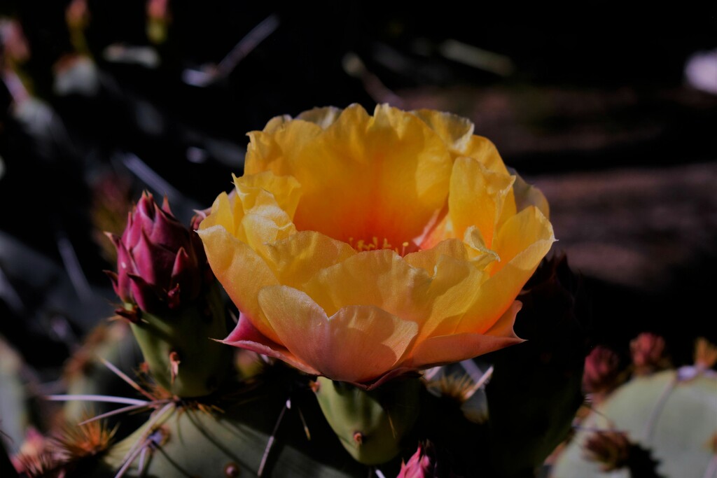 Prickly Pear cactus flower 2 by sandlily