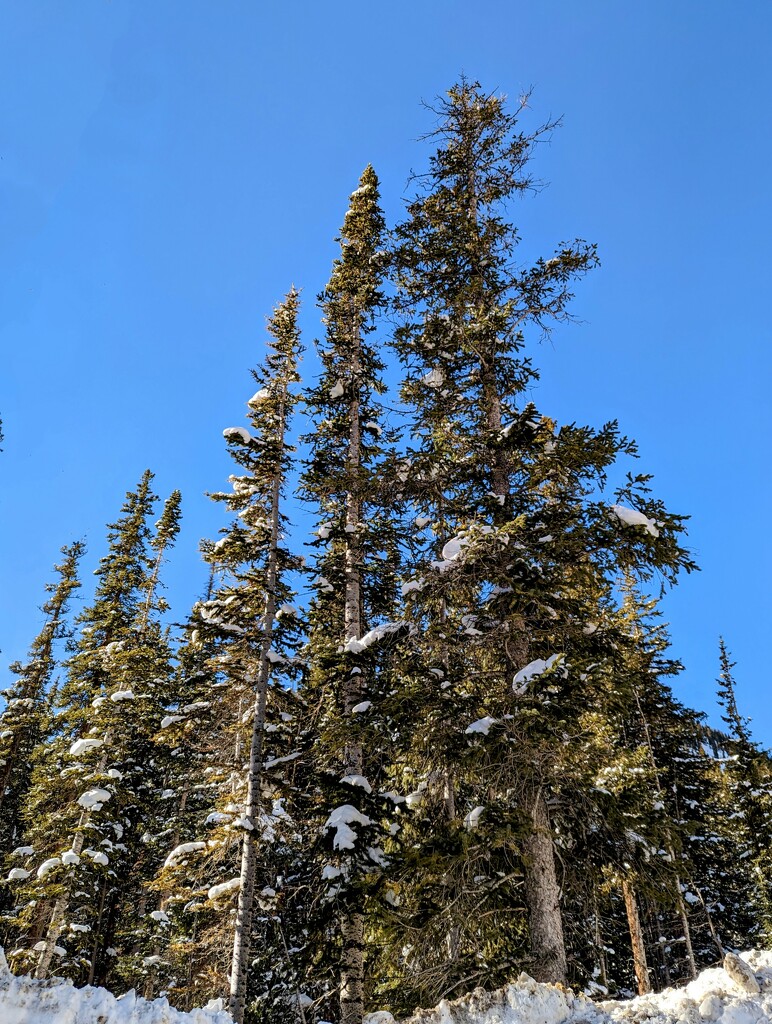 Snowy Pines  by harbie