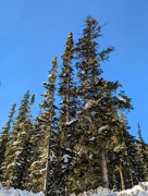 5th Mar 2023 - Snowy Pines 