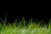 5th Mar 2023 - ~Grass~
