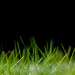 ~Grass~ by crowfan