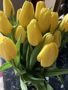 5th Mar 2023 - Love a Tulip!