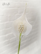 6th Mar 2023 - peace lily flower