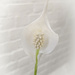 peace lily flower by ulla