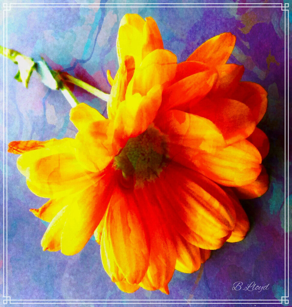 Chrysanthemum -orange by beryl
