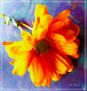 7th Mar 2023 - Chrysanthemum -orange