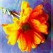 Chrysanthemum -orange by beryl