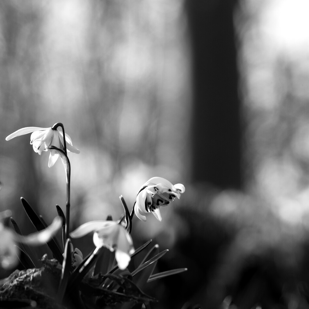 Snowdrops at Moggerhanger by helenhall