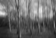 6th Mar 2023 - rushing through the trees