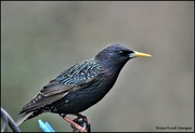 6th Mar 2023 - Mr starling