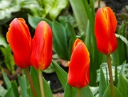 6th Mar 2023 - Tulips